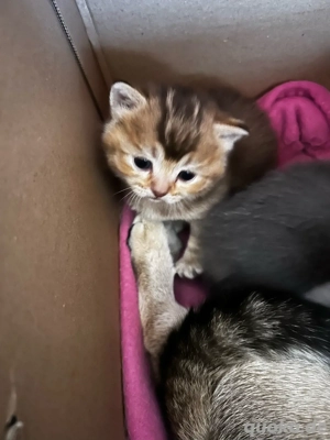 Edelmix Birma-BKh kitten