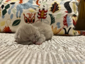 BKH Kitten in Blau und Fawn
