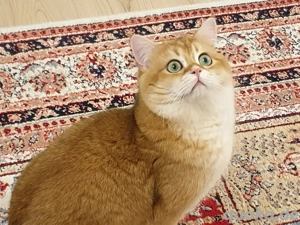 Reinrassige BKH Kater mit Stammbaum ( kastriert)