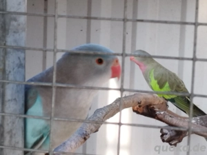 Prince of Wales Sittiche 