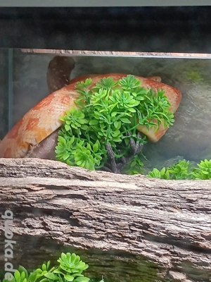 Verkaufe 2 Kornattern ( Weibchen ) Nz 2023 und 2024 . )