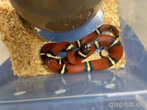 Junglecorn   Hyprid Kornnatter Königsnatter