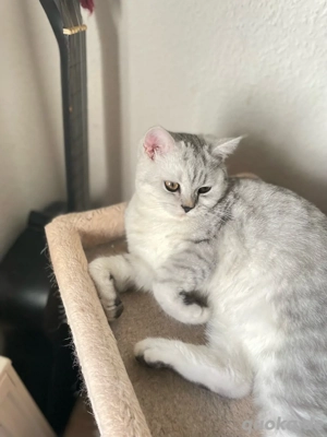 Liebevolles Zuhause für eine süße Katze gesucht