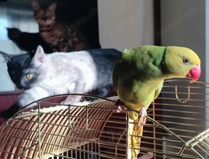 Halsbandsittich Papageien 