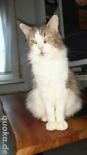 Maine Coon Dame mit Stammbaum 