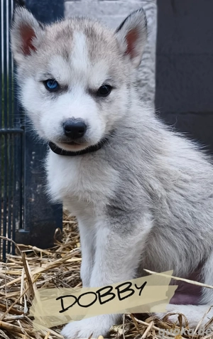 Noch 3 Husky Welpen  