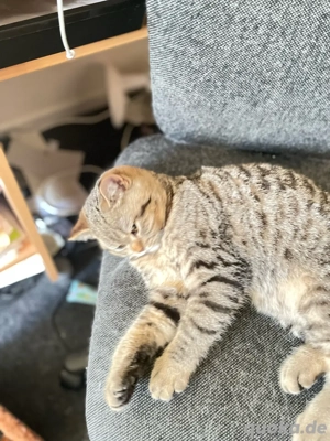 Liebevolles Zuhause für eine süße Katze gesucht