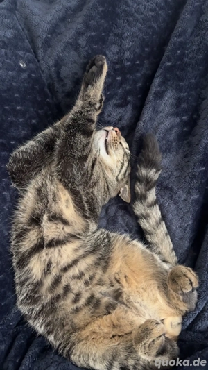 Kitten abzugeben, dringend 