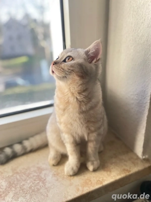 Liebevolles Zuhause für eine süße Katze gesucht