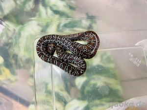 Lampropeltis mexicana mexicana Königsnatter