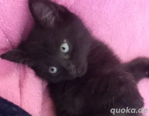 wunderschön Bkh Kätzchen sucht ein neues Zuhause. 