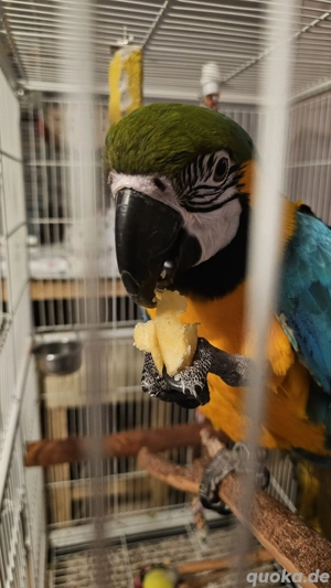 Gelbbrustara jung dna Zertifikat jung männlich  Bild 5