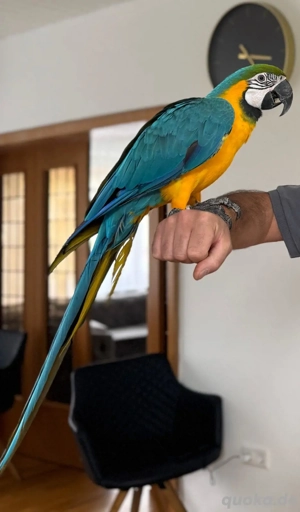 Gelbbrustara jung dna Zertifikat jung männlich  Bild 4