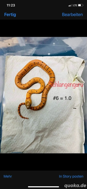 Lampropeltis triangulum leonis Bild 5