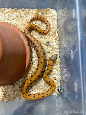 Lampropeltis triangulum leonis Bild 4