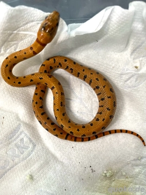 Lampropeltis triangulum leonis Bild 3