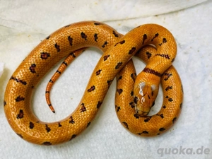 Lampropeltis triangulum leonis Bild 2