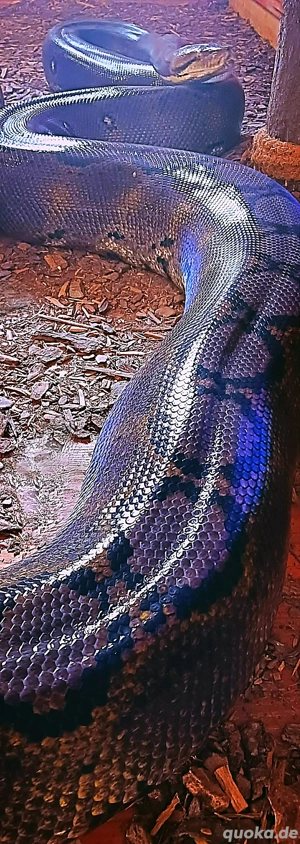 Netzpython (Nz'22   0.1)