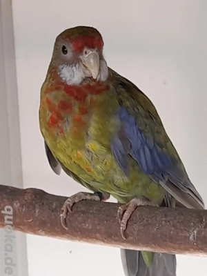Prachtrosella  Rosellasittich  Rosella 