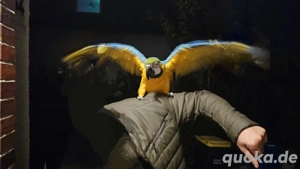 Gelbbrustara jung dna Zertifikat jung männlich  Bild 3