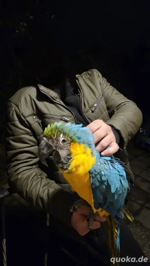 Gelbbrustara jung dna Zertifikat jung männlich  Bild 2