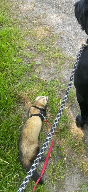 Suche 1 Frettchen (Rüden)