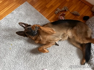 deutscher schäferhund 9 monate alt