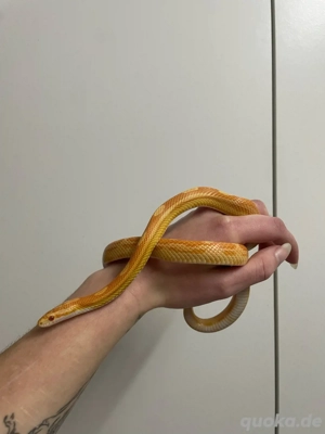 Kornnattern (Pantherophis guttatus) versch. Farben