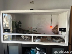 3 Leopardgeckos mit Terrarium und Zubehör