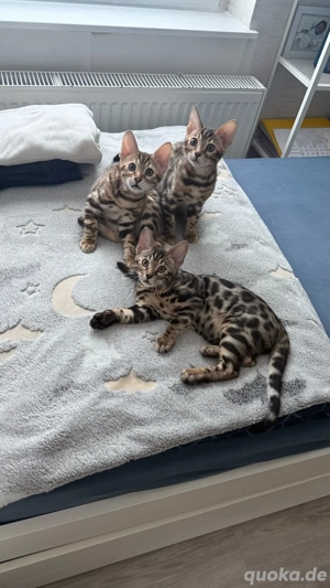 Reirassige Bengal Kitten