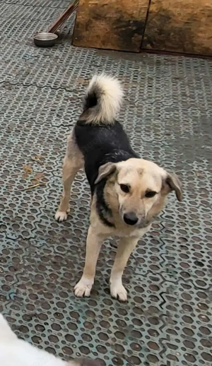 ANNIE - Traumzuhause gesucht (wartet in Rumänien) Bild 10