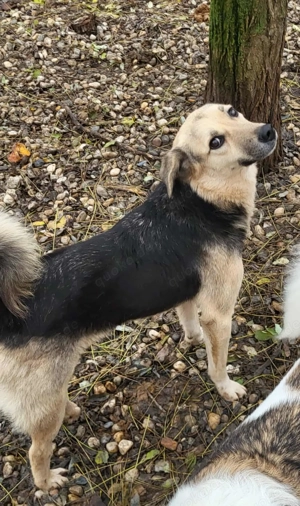 ANNIE - Traumzuhause gesucht (wartet in Rumänien) Bild 9