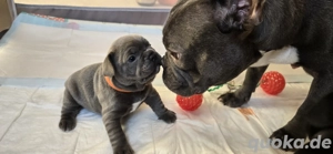    Französische Bulldoggen-Welpen