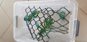 Trimeresurus insularis F2