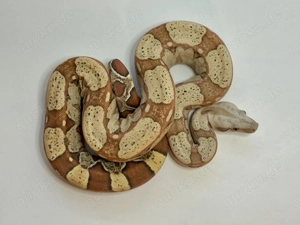 Boa constrictor 1.0 VPI Keywest 