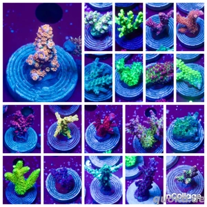 Acropora Frag Paket Korallen Meerwasser Acro Sps 