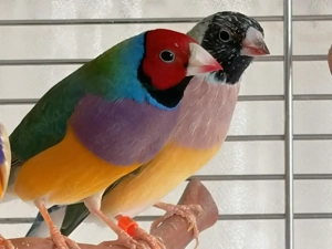 Gouldamadinen in guter Qualität   kräftig und wunderschön