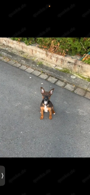Schäferhund jackrussel Terrier mischling 
