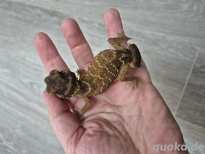 Nephrurus Levis Levis, glatter Knopfschwanzgecko