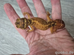 Nephrurus Levis Levis 