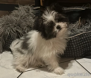 Pomeranin x Shih Tzu Mix Hündin 