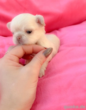 Mikro XS kleines Chihuahua !