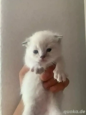 BKH Kitten   liebevolle Abgabe gegen Schutzgebühr