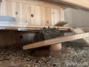 2 Degu's (männlich)