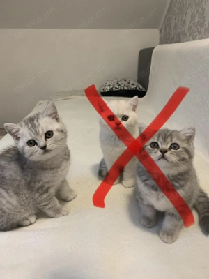 BKH Kitten Britisch Kurzhaar Katze