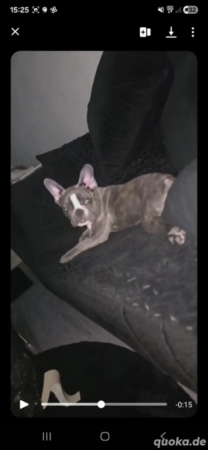 französiche bulldog