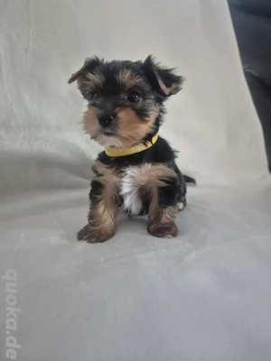 yorkshire terrier Welpen zum verkauf