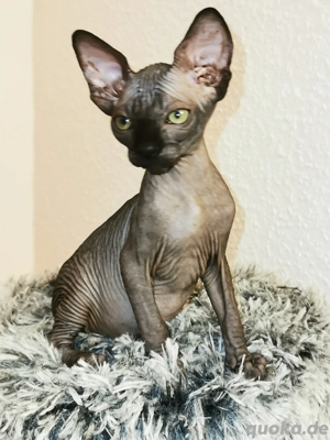 Canadische Sphynx