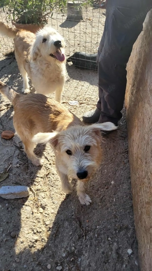 LUCA - ist bereit für Abenteuer (wartet in Rumänien) Bild 7