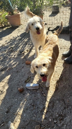 LUCA - ist bereit für Abenteuer (wartet in Rumänien) Bild 9